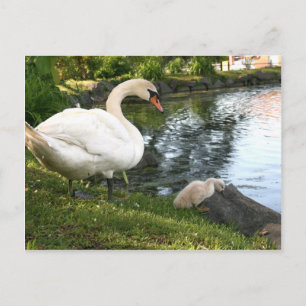 Swan and cygnet postcard