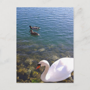 Swan and Ducks Social Distancing Postcard