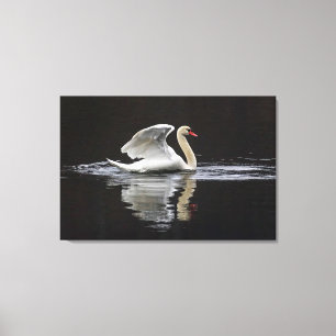 Swan and Reflections Canvas Print