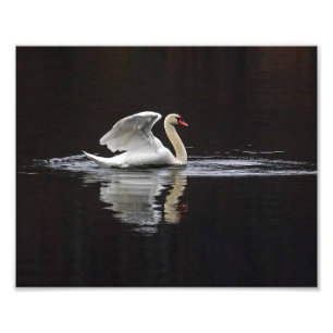 Swan and Reflections Photo Print