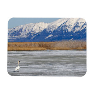 Swan and snow magnet