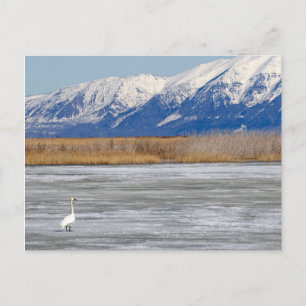 Swan and Snow Postcard