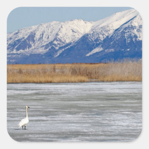 Swan and snow square sticker