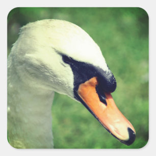 Swan Animal Nature  Square Sticker