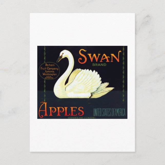 Swan Apples Postcard (Front)