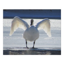 Swan at Full Sail