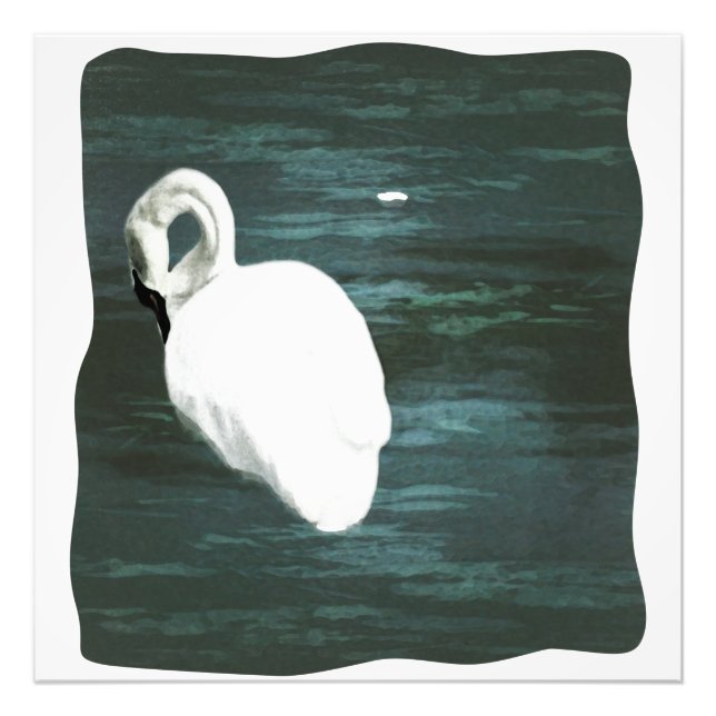 Swan at the Pond Photo Print (Front)