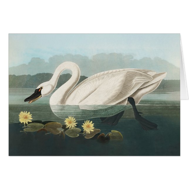 swan audubon bird white water swans (Front Horizontal)