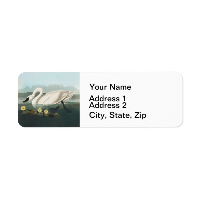 swan audubon bird white water swans (Front)