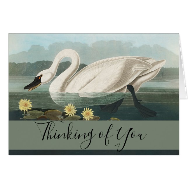 swan audubon bird white water swans (Front Horizontal)