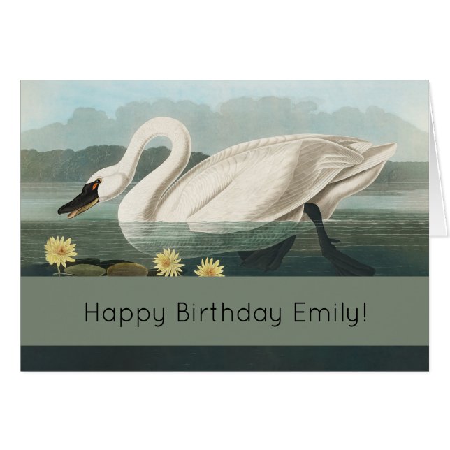 swan audubon bird white water swans (Front Horizontal)