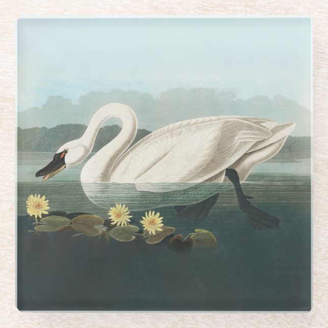swan audubon bird white water swans glass coaster (Front)