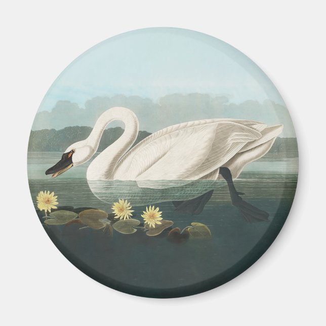 swan audubon bird white water swans magnet (Front)