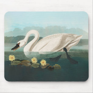 swan audubon bird white water swans mouse mat