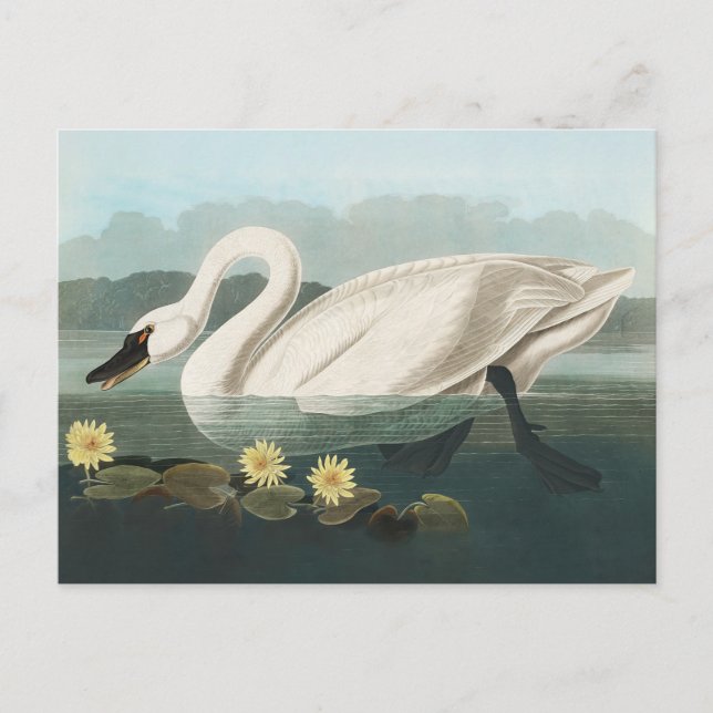 swan audubon bird white water swans postcard (Front)