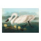 swan audubon bird white water swans