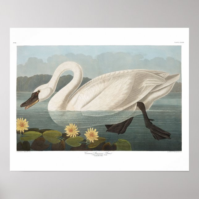 swan audubon bird white water swans poster (Front)