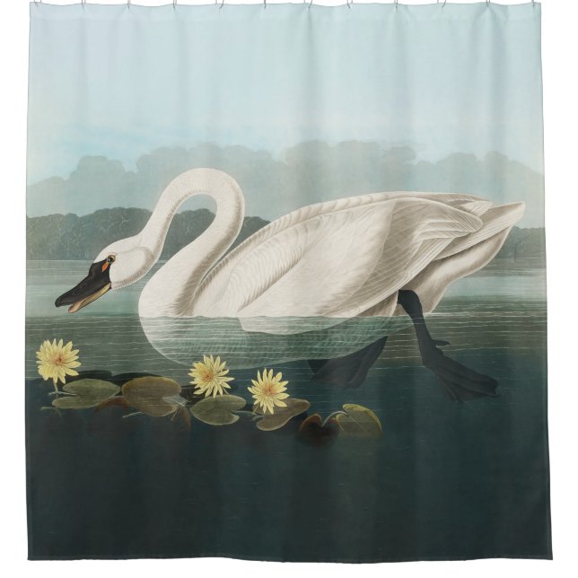 swan audubon bird white water swans shower curtain (Front)