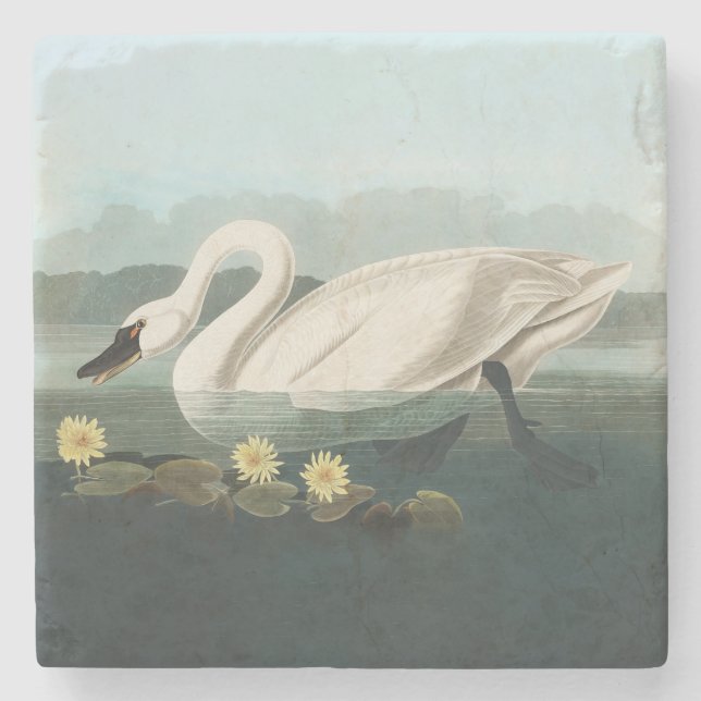 swan audubon bird white water swans stone coaster (Front)