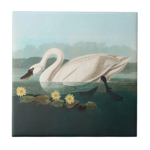 swan audubon bird white water swans tile