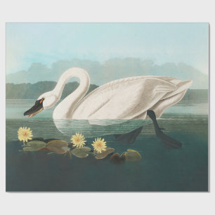 swan audubon bird white water swans wrapping paper