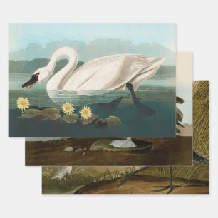 swan audubon bird white water swans wrapping paper sheet