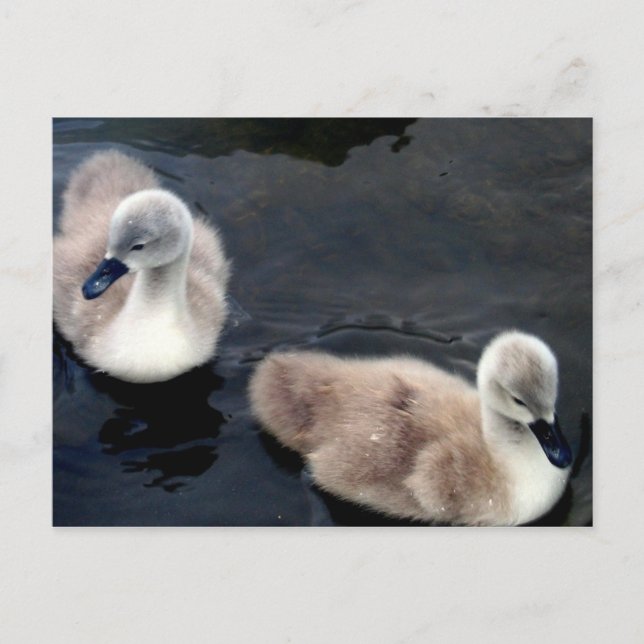 Swan babies - postcard (Front)