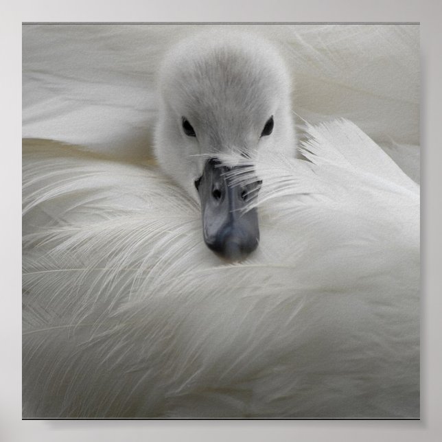 Swan, Beautiful White Feathers, Beauty Comfort Poster (Front)