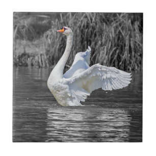 Swan Black and White Photography Tile