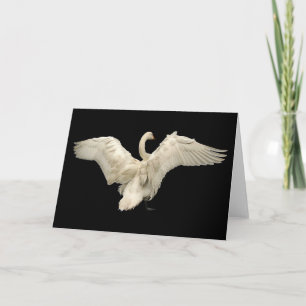 Swan Card