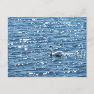 Swan, Cardiff Bay, Cardiff Postcard