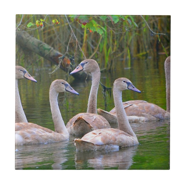 Swan Ceramic Tile (Front)