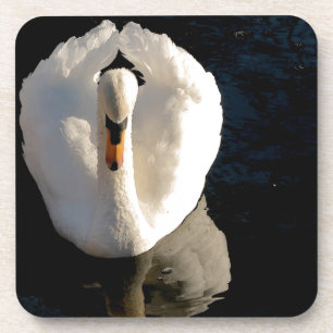 Swan Coaster