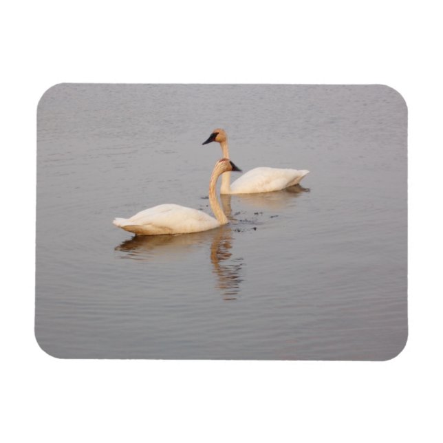 Swan Couple Flexible Photo Magnet (Horizontal)