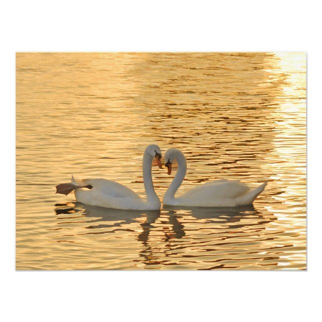 Swan Couple Meeting at Sunset Photograph (Front)