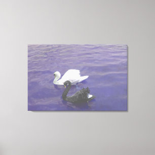 Swan Couple on a Lake Canvas Print