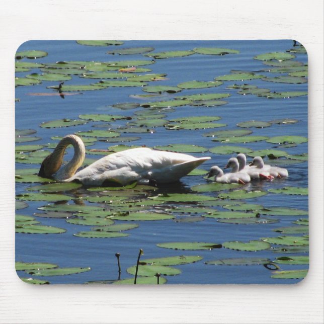 Swan & Cygnets Feeding Mouse Mat (Front)