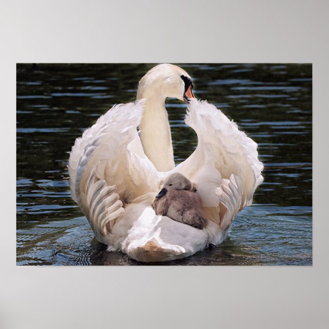 Swan & Cygnets Poster (Front)