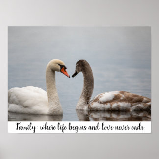 Swan Duo Nature Photo Wall Decor