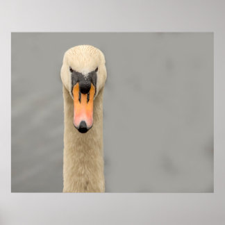 Swan face poster