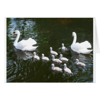 Swan family