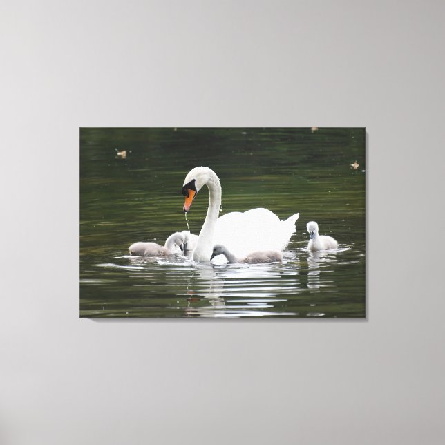 Swan Family Gift Wrap – Serene Water Scene with Mo Canvas Print (Front)