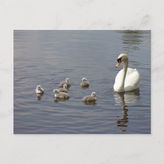Swan family in water postcard (Front)