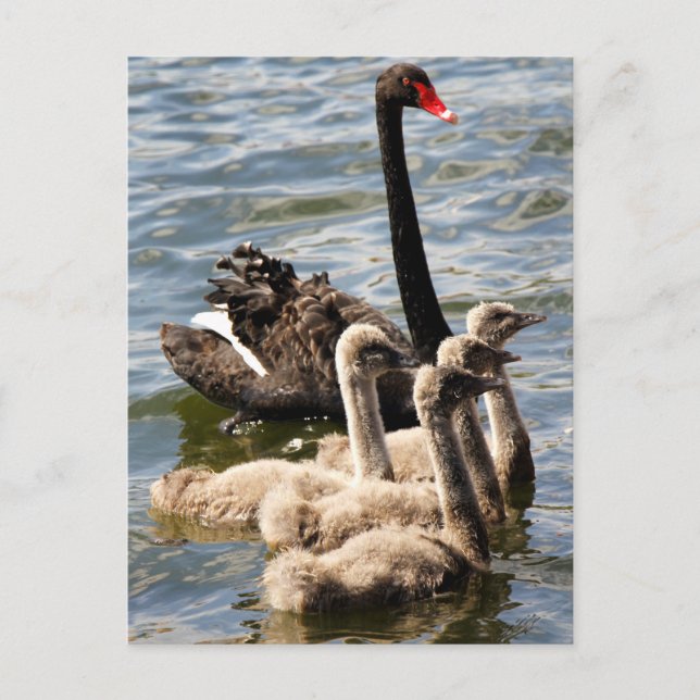 Swan Family Postcard (Front)