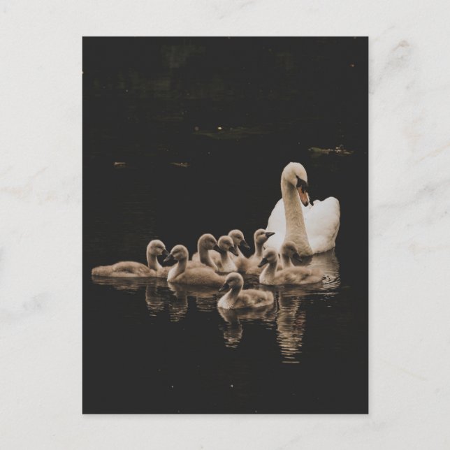 Swan Family, postcard (Front)