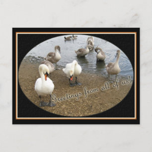 Swan family postcard