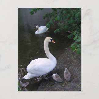 swan family - postcard