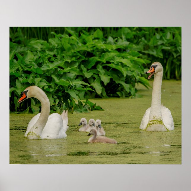 Swan Family Poster (Front)