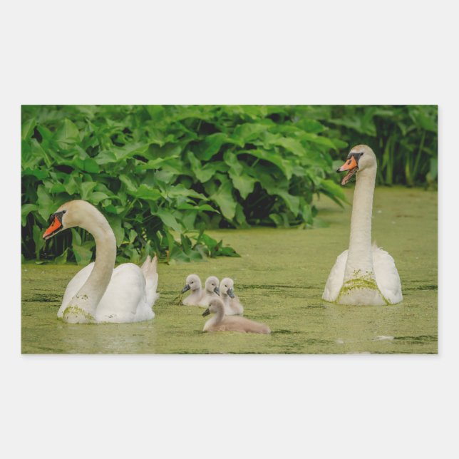 Swan Family Rectangular Sticker (Front)