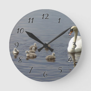 Swan Family with mum and ducklings or cygnets Round Clock
